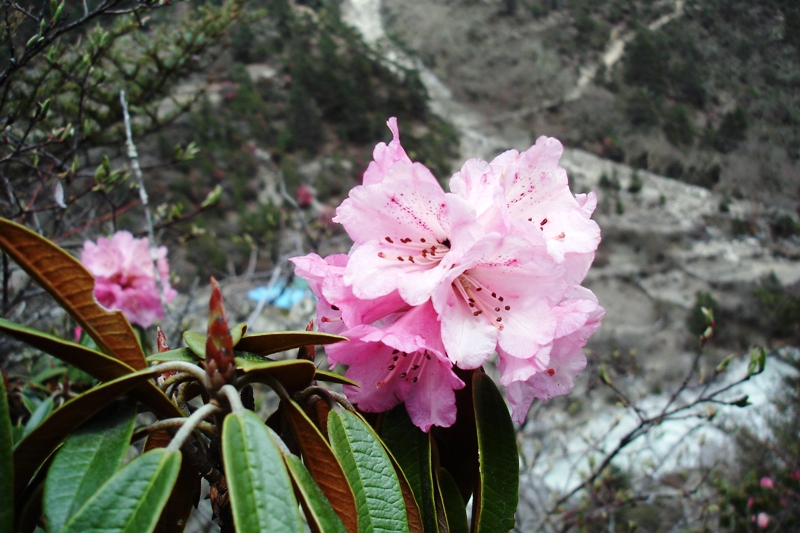 Весна в Гималаях 