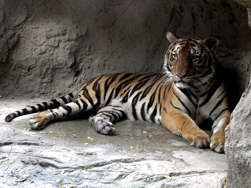 Тигровый зоопарк в Паттайе