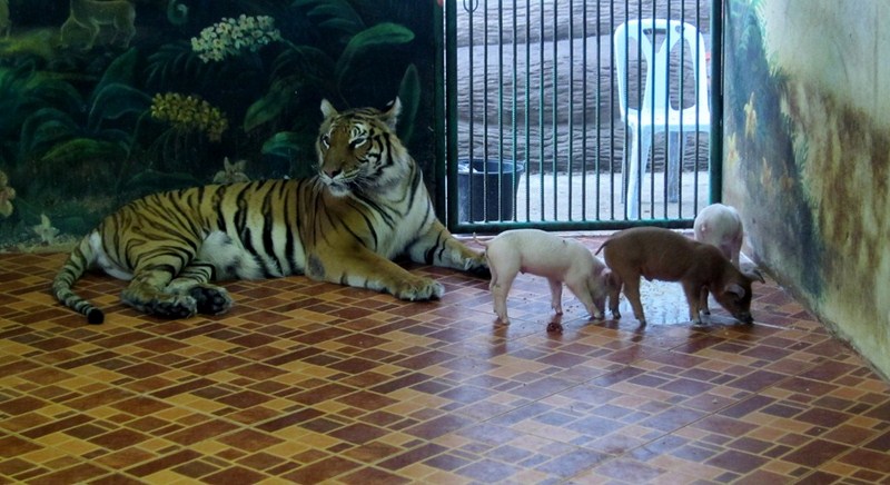 Экскурсия в тигровый зоопарк в Паттайе