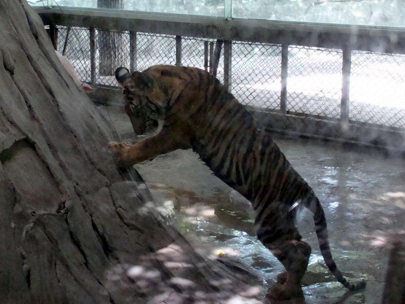 Экскурсия в тигровый зоопарк в Паттайе