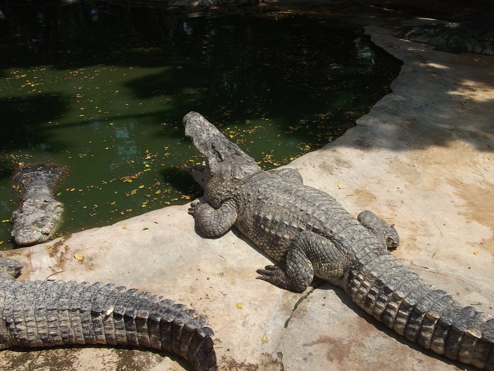 Фото с экскурсий в Тайланде, крокодиловая ферма