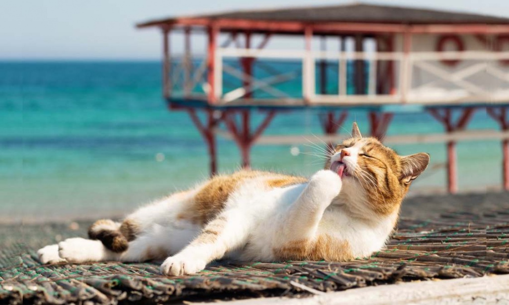 Cat-on-the-Seashore.jpg